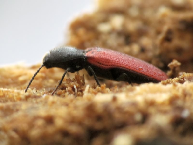 Ampedus (Ampedus) pomonae (Stephens, 1830)